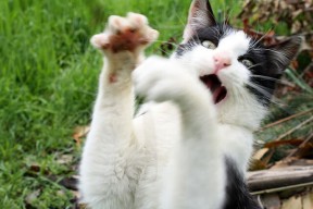 九游官网下载电脑版-“2025世界运动会：水上救生赛事成三叉湖游泳馆的亮点”