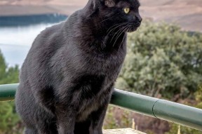 九游网-CBA多支球队青训体系完善 培养未来之星，cba球队青训几级梯队