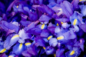 九游游戏中心-女子蝶泳选手冲击决赛席位，女子蝶泳决赛视频