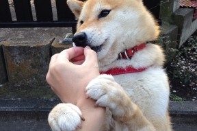 九游网页版官网-印度队在2024混合团体世界杯中的亮眼表现，印度足球 世界杯