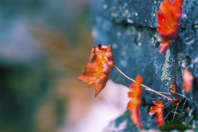 九游（jiuyou.com）游戏-“费尔南多·比亚尔巴如何塑造阿根廷橄榄球的未来风格”