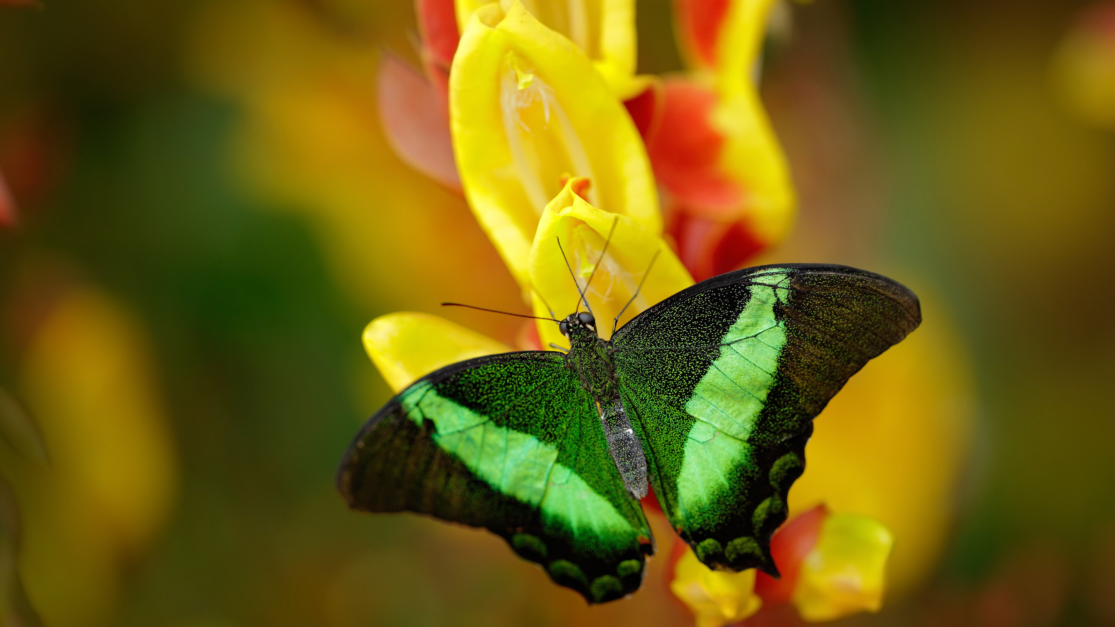 世界杯中国队战败 球迷分析失利原因,世界杯中国队出现