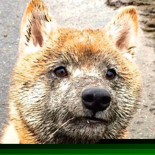 埃及队在2024年混合团体世界杯上的惊艳表现,埃及队的比赛