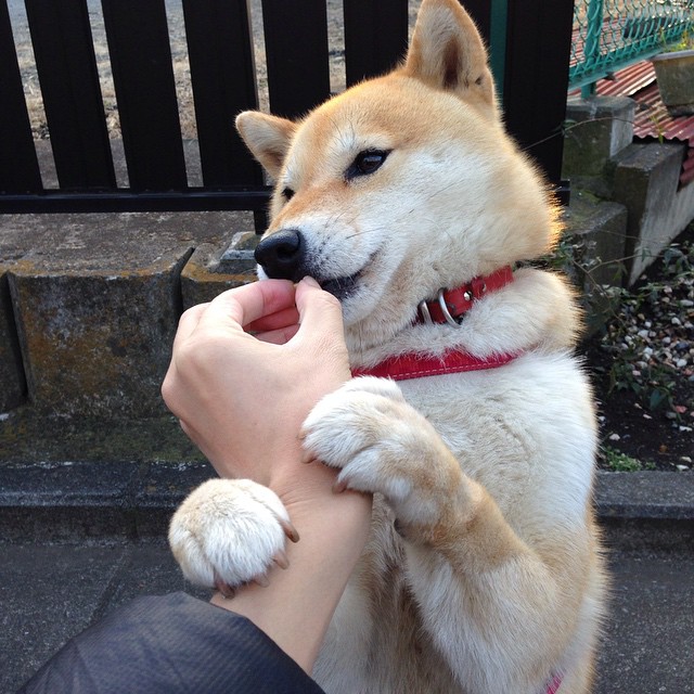 外援依赖是否削弱了本土球员成长，外援新规