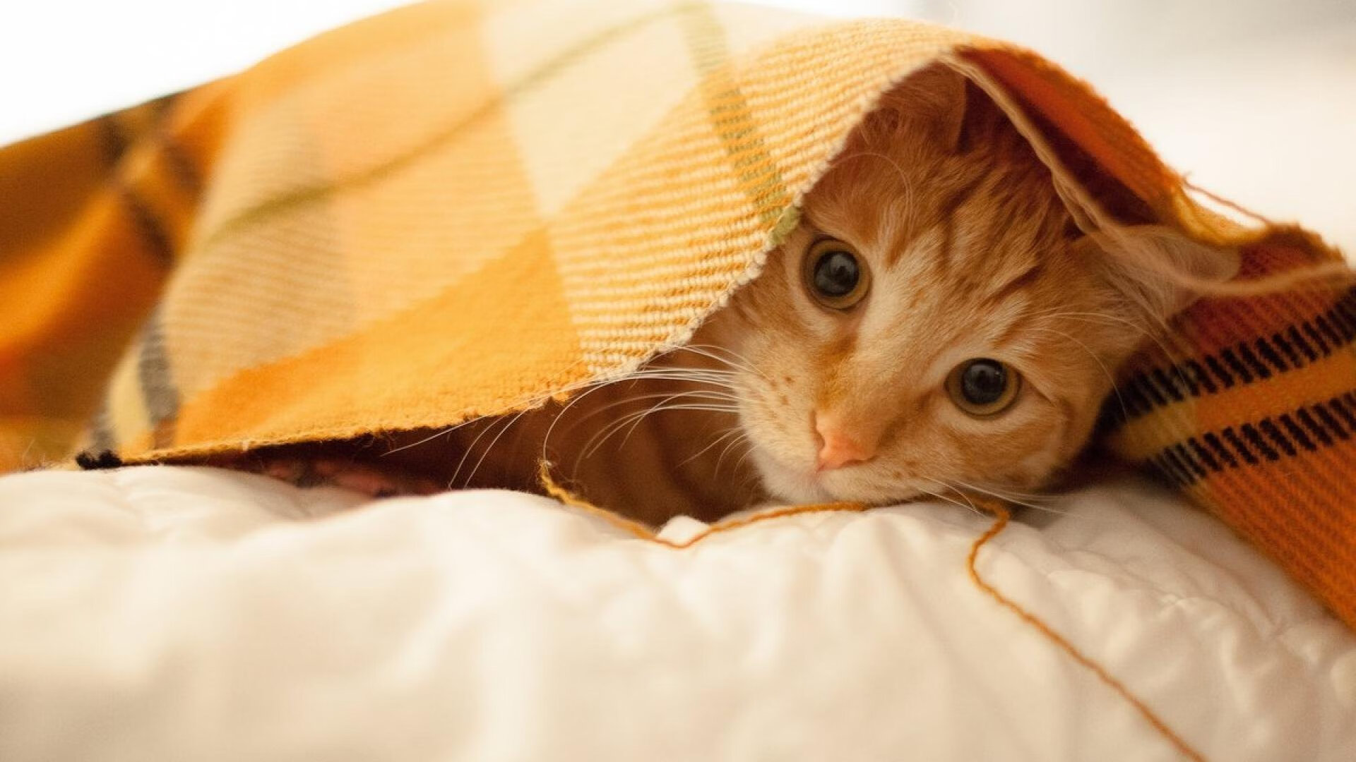 乒乓球锦标赛赛况追踪,乒乓球锦标赛冠军