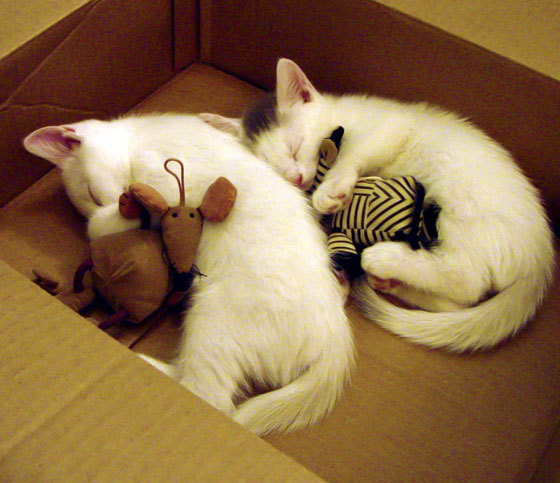 奇才抢下关键篮板终结对方反扑希望,奇才战胜篮网