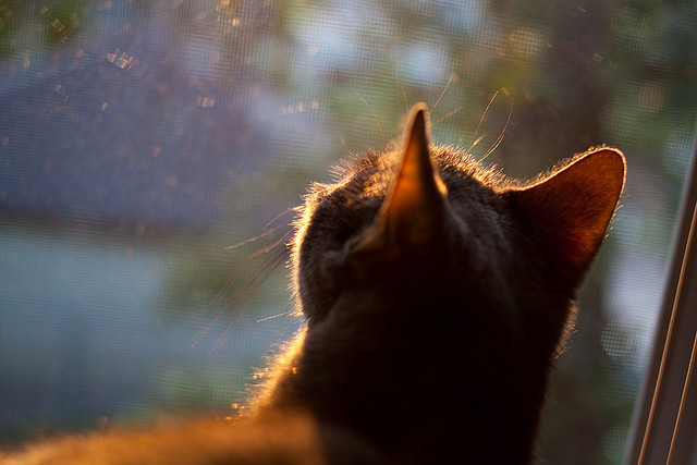 西甲神级扑救：门神挺身而出，场场精彩！，西甲门将60米吊射