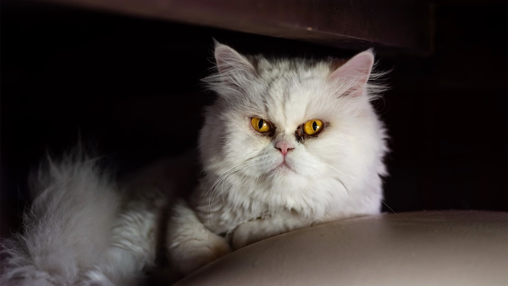 足球专项奖学金项目启动鼓励学生坚持运动训练，小学生足球训练营奖状